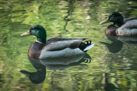 Mallard Reflections 库存照片