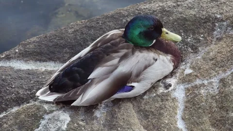 Mallard resting on a large stone, top view Vídeos de archivo 255012901