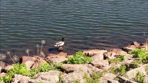 Mallard resting on a rock 스톡 동영상 90870437