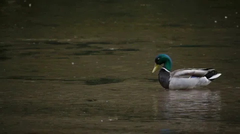 Mallard in the river Stock Footage