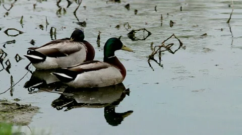 Mallard Scratching Itself Stock Footage 693907