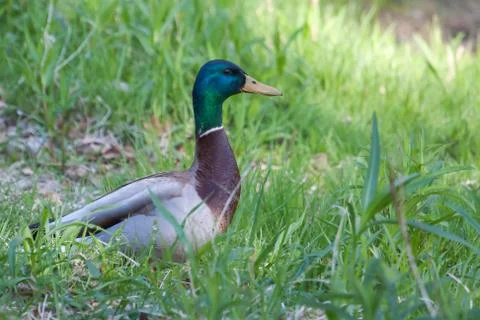 Mallard side view portrait Foto stock