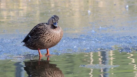 Mallard sitting on ice, winter Stock Footage 93077371