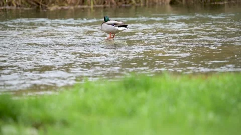Mallard sitting on stone in stream, wakes up, stretches wing and foot Stock Footage 236709562