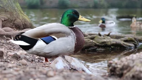 A Mallard Standing on the River Bank Close-Up Stock Footage 246936726