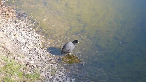 Mallard stands ashore and cleans feathers Stock-Footage 75035409