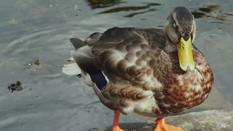Mallard stands on a large stone, front view, close-up Vídeo Stock 255014319