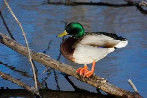 Mallard sunning Stock Photos