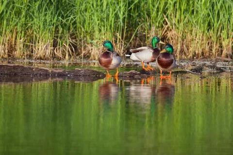 Mallard sunning Stock Photos