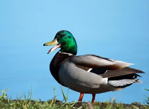 Mallard sunning Stock Photos