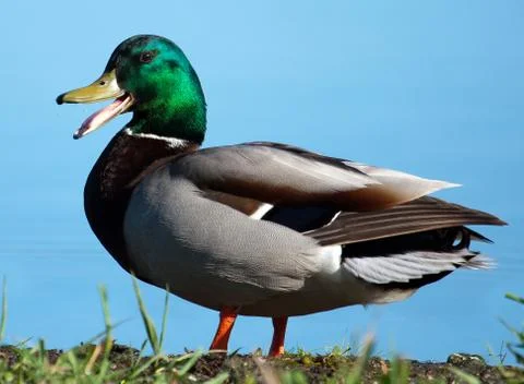 Mallard sunning Foto stock