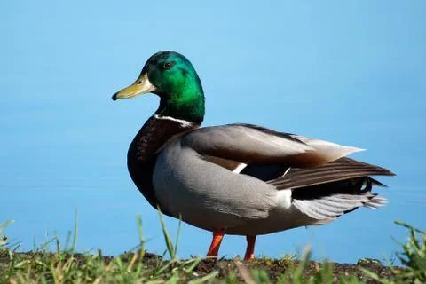 Mallard sunning Stock Photos