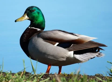 Mallard sunning Stock Photos