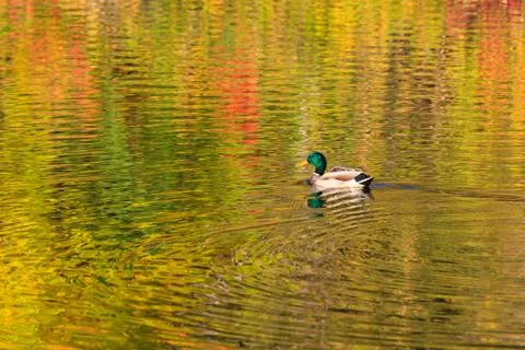 Mallard swimming on fall reflections Stock Photos