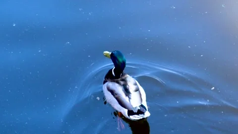 Mallard swimming Stock Footage 138132866