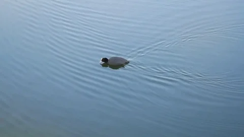 Mallard swims to the shelf Stock-Footage 75035120
