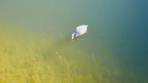 Mallard swims to the shelf Stock Footage 75035715