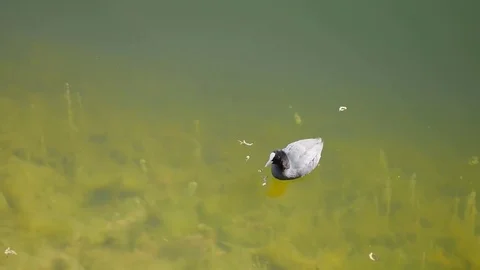 Mallard swims to the shelf Stock Footage 75037799