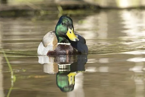 Mallard swims toward camera. Stock Photos