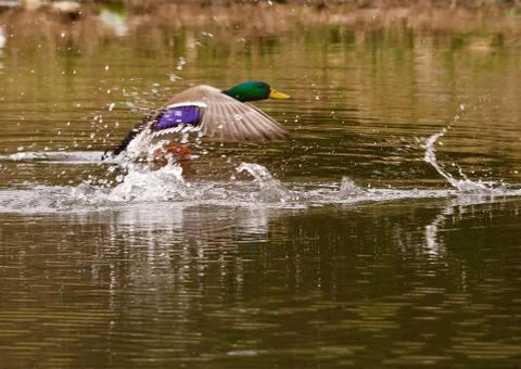 Mallard taking off Stock Photos