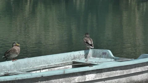 Mallard taking a sun bath and walking on a boat (Anas platyrhynchos) Video stock 238639829
