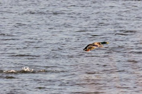 Mallard taking off with wild flapping wings Stock Photos