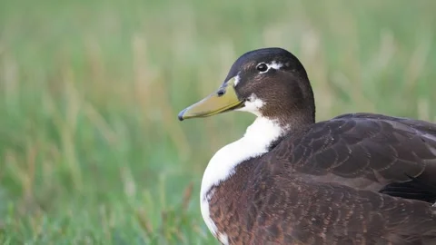 Mallard-Type Duck With White Bib Resting Calmly in Linz 動画素材 343521940