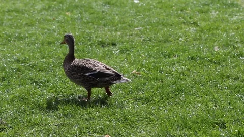 Mallard walking in a meadow Stock Footage 89145212