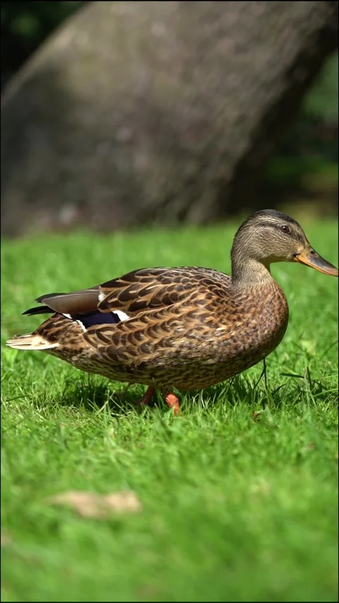 Mallard walks on the grass. Slow motion Stock Footage 283648757