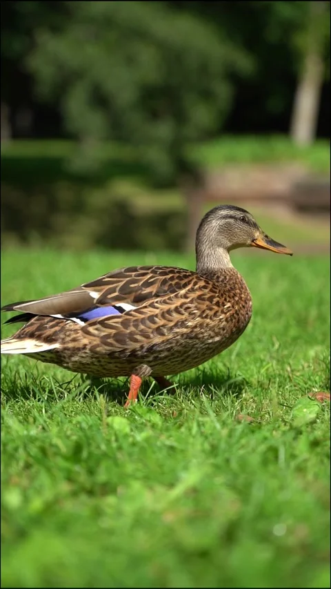 Mallard walks on the grass. Slow motion Stock Footage 283652964