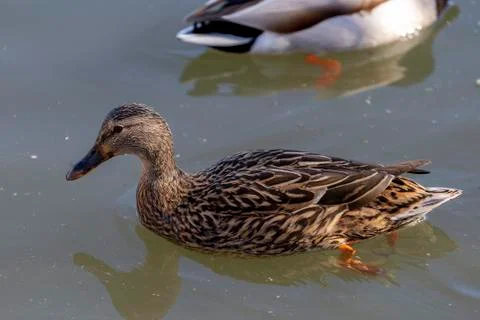 Mallard in the water on a spring day Stock Photos