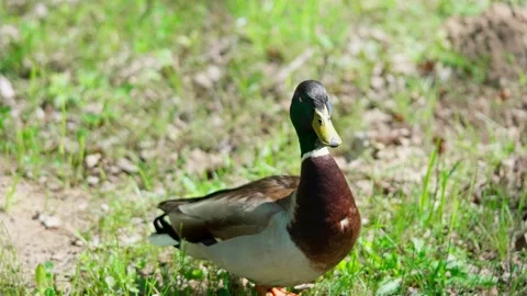 Mallard wild duck Stock Footage 325510096