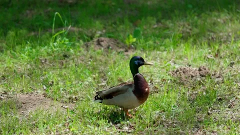 Mallard wild duck Stock Footage 325510153
