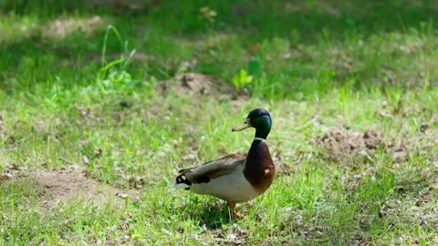 Mallard wild duck Stock Footage 325510218
