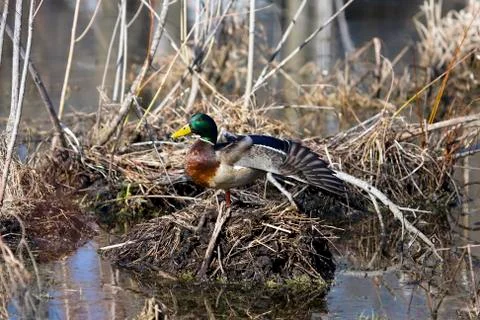 Mallard in the wild Stock Photos