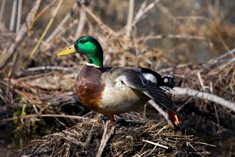 Mallard in the wild Stock Photos