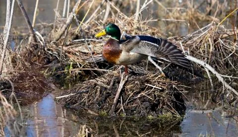Mallard in the wild Stock Photos