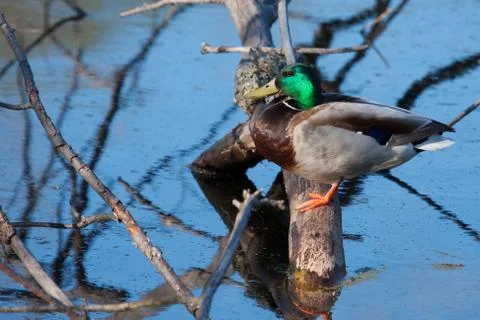 Mallard in the wild Stock Photos
