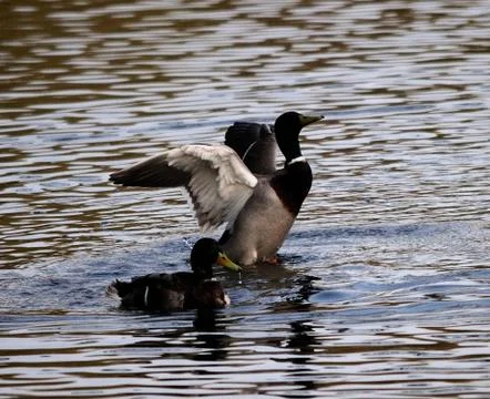 Mallard Wings Stock Photos