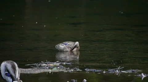 MallardFemale1 Video stock 6495634