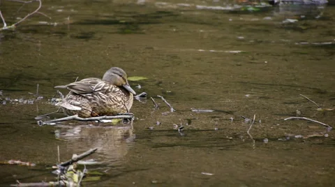 MallardFemale2 Video stock 6495042