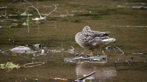 MallardFemale3 스톡 동영상 6492686