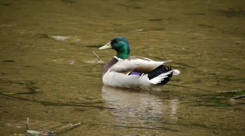 MallardMaleRiver1 Video stock 6524681