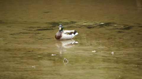 MallardMaleRiver2 스톡 동영상 6524656