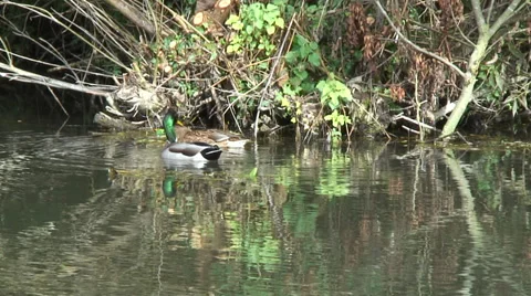 Mallards 001 Video stock 32175767