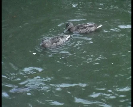 Mallards and Mirror Carp feeding on floating bread - DV PAL Stock Footage 1044078