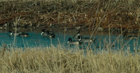 Mallards and Northern Pintails 2 Stock Footage 293726700