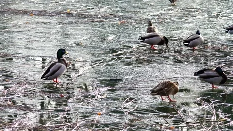 Mallards and other ducks on partially frozen pond with twigs Stock Footage 301072521