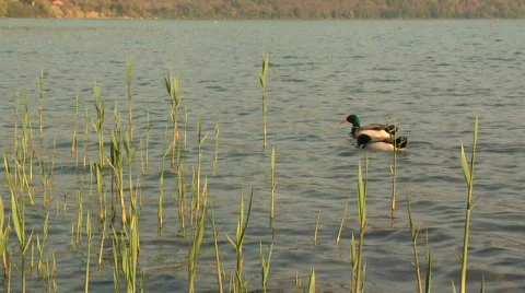 Mallards and reed Stock Footage 365273