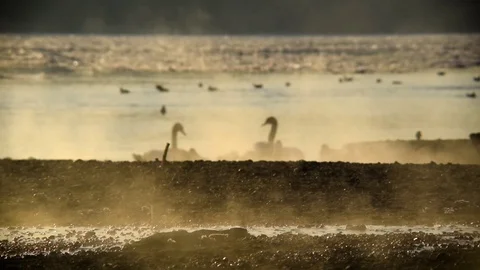 Mallards and swans on the riverside Stock Footage 71414834